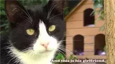 親眼目睹女神和別的喵親熱,這隻大橘猶如遭受晴天霹靂!
