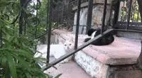 親眼目睹女神和別的喵親熱,這隻大橘猶如遭受晴天霹靂!