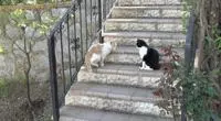 親眼目睹女神和別的喵親熱,這隻大橘猶如遭受晴天霹靂!