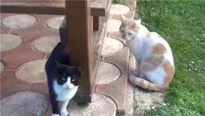 親眼目睹女神和別的喵親熱,這隻大橘猶如遭受晴天霹靂!