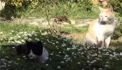 親眼目睹女神和別的喵親熱,這隻大橘猶如遭受晴天霹靂!