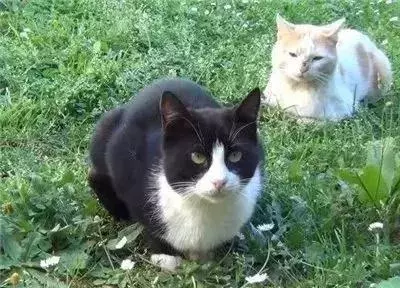 親眼目睹女神和別的喵親熱,這隻大橘猶如遭受晴天霹靂!