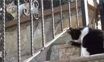 親眼目睹女神和別的喵親熱,這隻大橘猶如遭受晴天霹靂!