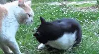 親眼目睹女神和別的喵親熱,這隻大橘猶如遭受晴天霹靂!