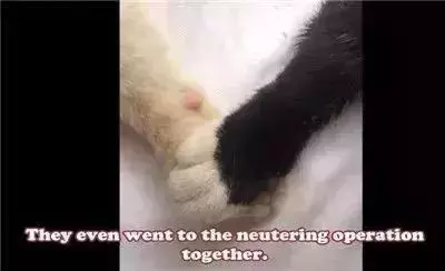 親眼目睹女神和別的喵親熱,這隻大橘猶如遭受晴天霹靂!