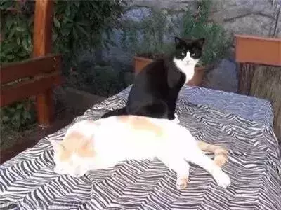 親眼目睹女神和別的喵親熱,這隻大橘猶如遭受晴天霹靂!