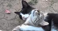 親眼目睹女神和別的喵親熱,這隻大橘猶如遭受晴天霹靂!