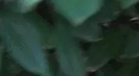 親眼目睹女神和別的喵親熱,這隻大橘猶如遭受晴天霹靂!
