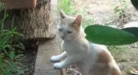 親眼目睹女神和別的喵親熱,這隻大橘猶如遭受晴天霹靂!