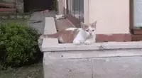 親眼目睹女神和別的喵親熱,這隻大橘猶如遭受晴天霹靂!