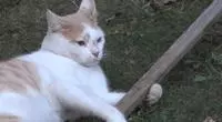親眼目睹女神和別的喵親熱,這隻大橘猶如遭受晴天霹靂!