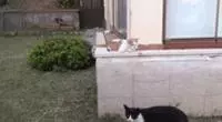 親眼目睹女神和別的喵親熱,這隻大橘猶如遭受晴天霹靂!