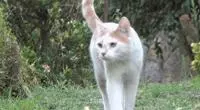 親眼目睹女神和別的喵親熱,這隻大橘猶如遭受晴天霹靂!