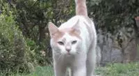 親眼目睹女神和別的喵親熱,這隻大橘猶如遭受晴天霹靂!