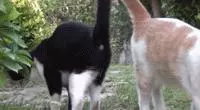 親眼目睹女神和別的喵親熱,這隻大橘猶如遭受晴天霹靂!