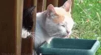 親眼目睹女神和別的喵親熱,這隻大橘猶如遭受晴天霹靂!