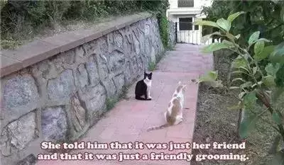 親眼目睹女神和別的喵親熱,這隻大橘猶如遭受晴天霹靂!