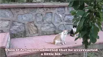 親眼目睹女神和別的喵親熱,這隻大橘猶如遭受晴天霹靂!