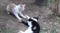 親眼目睹女神和別的喵親熱,這隻大橘猶如遭受晴天霹靂!