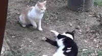 親眼目睹女神和別的喵親熱,這隻大橘猶如遭受晴天霹靂!