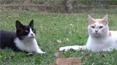 親眼目睹女神和別的喵親熱,這隻大橘猶如遭受晴天霹靂!