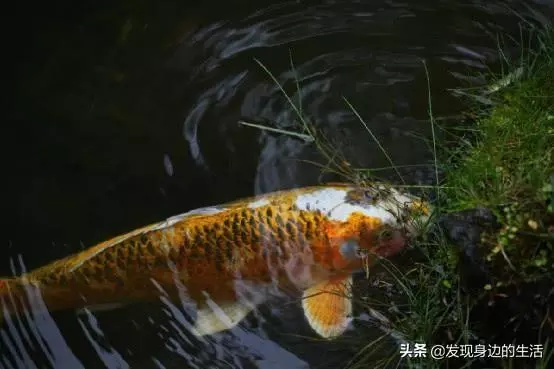 「神奇」,為何剛挖水池時間久了就會長出魚?讓科學家告訴你答案