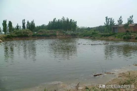 「神奇」,為何剛挖水池時間久了就會長出魚?讓科學家告訴你答案