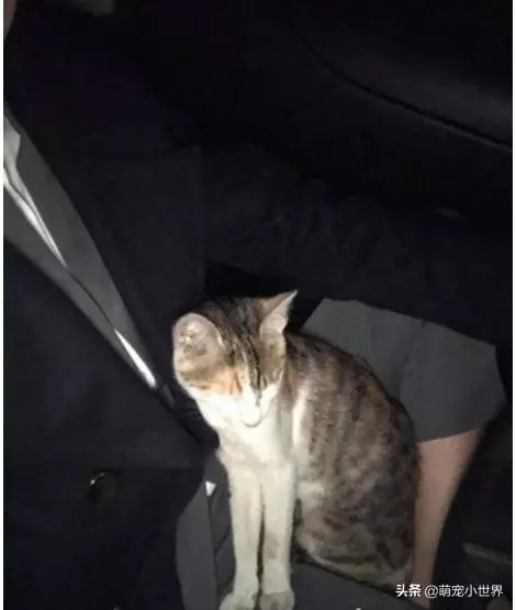才離開幾分鐘,上車就見三花浪喵自動入座:帶我回家
