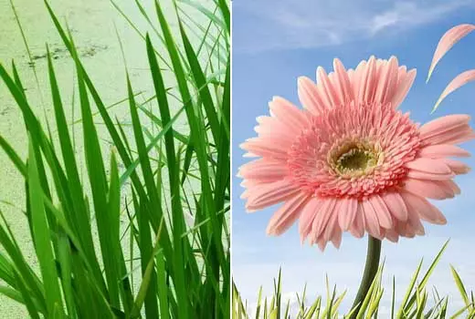 十二星座最好的妻子排名,看看你排第幾?