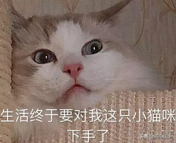 經常給寵物吃零食的注意了,這個不能再餵了!