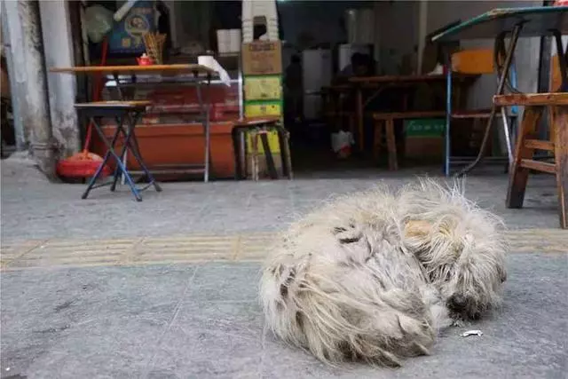 僧人救助撿到的瘸腿流浪狗,一起相依為命生活,還教導狗狗寫字