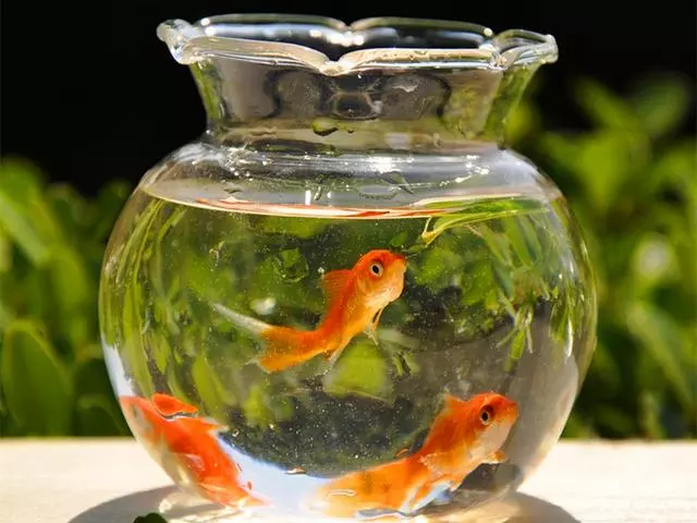家中金魚不幸離世後,鏟屎官將其製成小魚乾展示,橘貓見後被嚇跑