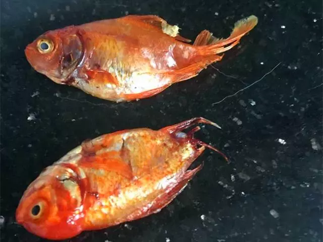 家中金魚不幸離世後,鏟屎官將其製成小魚乾展示,橘貓見後被嚇跑