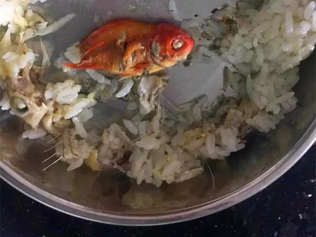 家中金魚不幸離世後,鏟屎官將其製成小魚乾展示,橘貓見後被嚇跑
