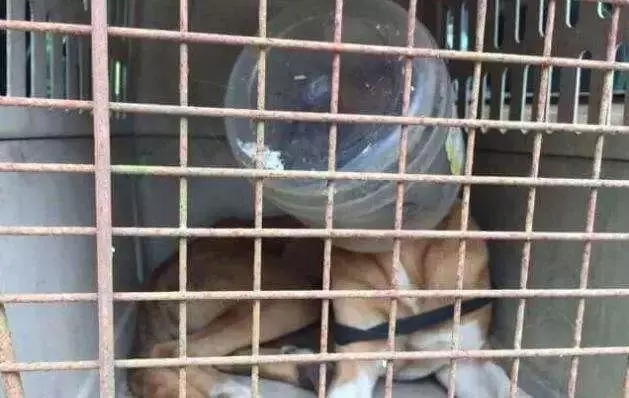 瘦狼不慎被塑料桶所困,善良小哥苦苦跟隨,等待眾人救助野狼
