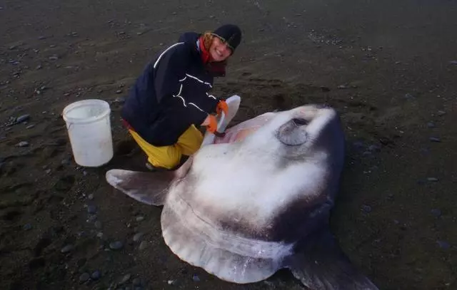 美國海灘驚現大怪魚,長2.1公尺此前「從未見過」,專家:這是來自自然界的警鐘