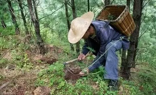 農村壯漢上山採藥救了一條小蛇,幾年後再遇見卻纏著不讓他下山!