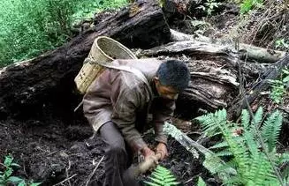 農村壯漢上山採藥救了一條小蛇,幾年後再遇見卻纏著不讓他下山!