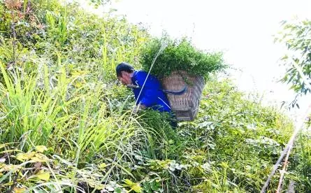農村壯漢上山採藥救了一條小蛇,幾年後再遇見卻纏著不讓他下山!