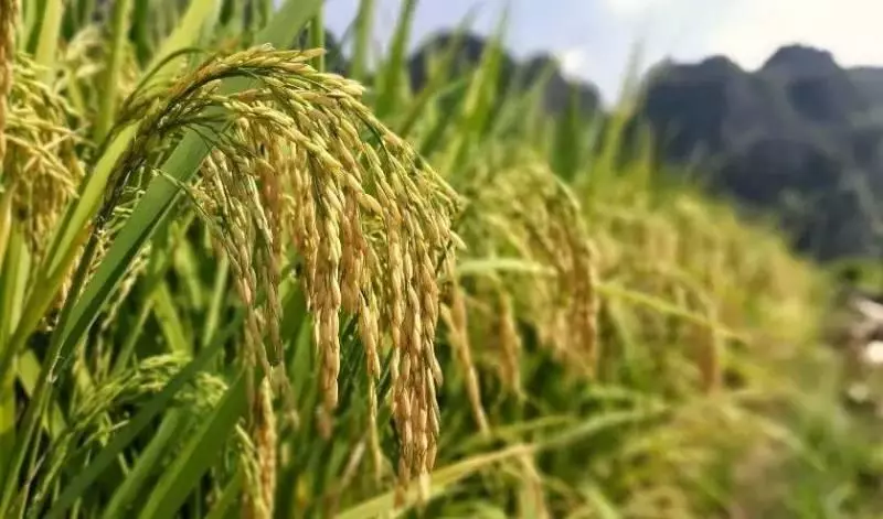 3月9號起走康莊大道,前有貴人後有靠山,添丁添財的5大生肖!