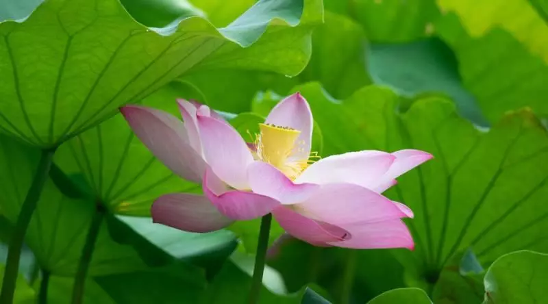 3月9號起走康莊大道,前有貴人後有靠山,添丁添財的5大生肖!