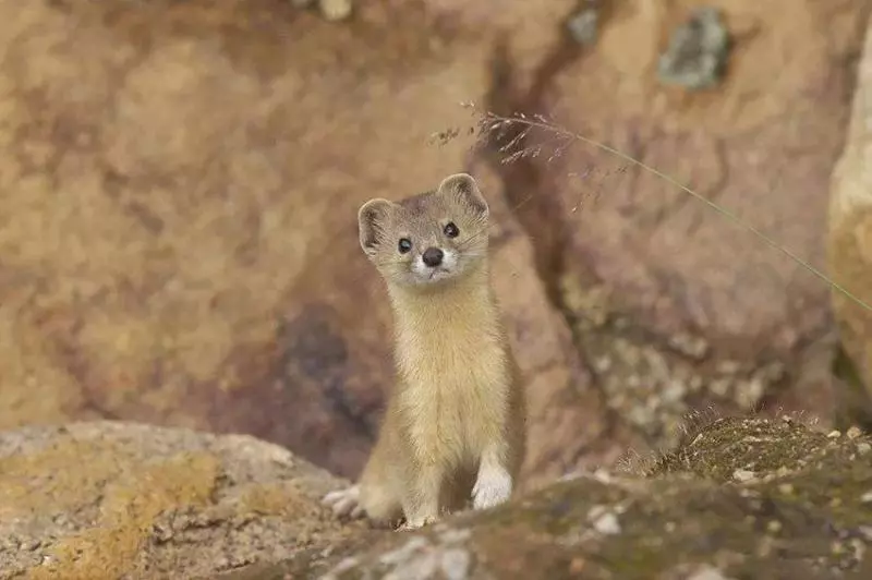這4種動物非常有靈性,連鬼怪都害怕,如果你家宅不安,可以養一種