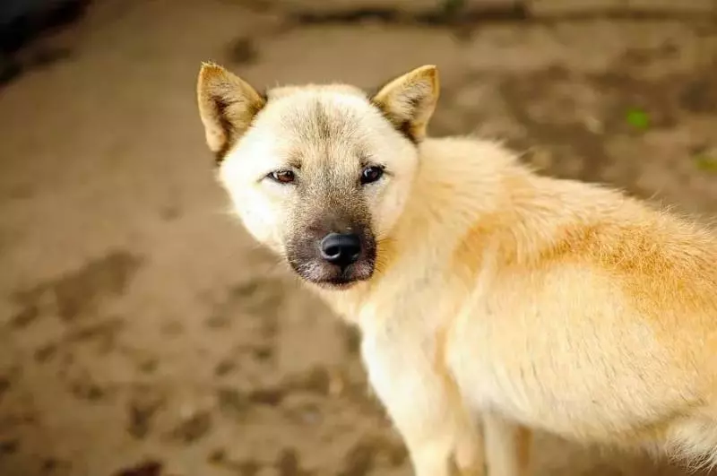 這4種動物非常有靈性,連鬼怪都害怕,如果你家宅不安,可以養一種