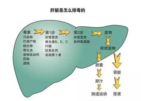 肝不好,除了指甲,這4個地方也會有變化!醫生推薦5個養肝小方法