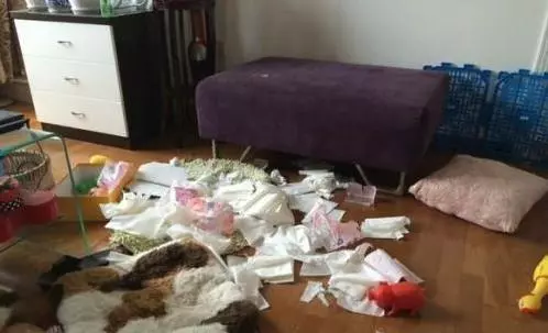家中進小偷二哈被偷走,第三天二哈獨自回家,主人看到脖子上紙條笑噴了!