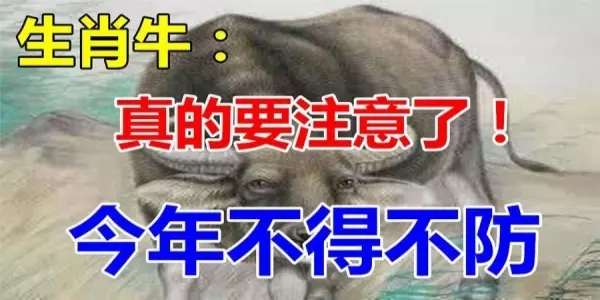 2019年生肖牛要注意了,這不得不防啊!你身邊或家裡有屬牛的嗎?
