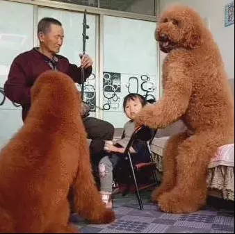 泰迪像小孩一樣專心看電視,主人呼喚半天沒有反應,走進一看笑噴