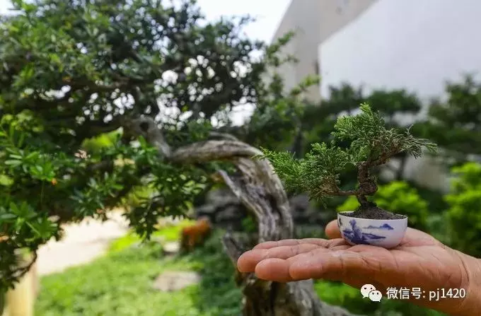 玩盆景居然能讓人長壽……