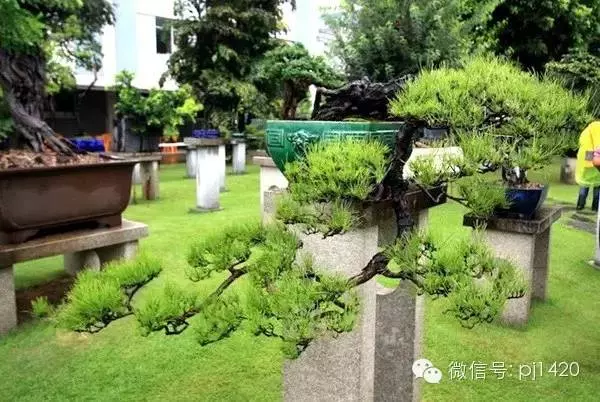 玩盆景居然能讓人長壽……