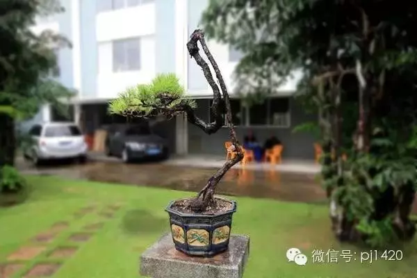 玩盆景居然能讓人長壽……